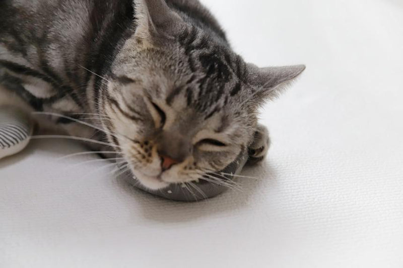 애완 동물 너무 좋은 고양이 너트 장난감 점